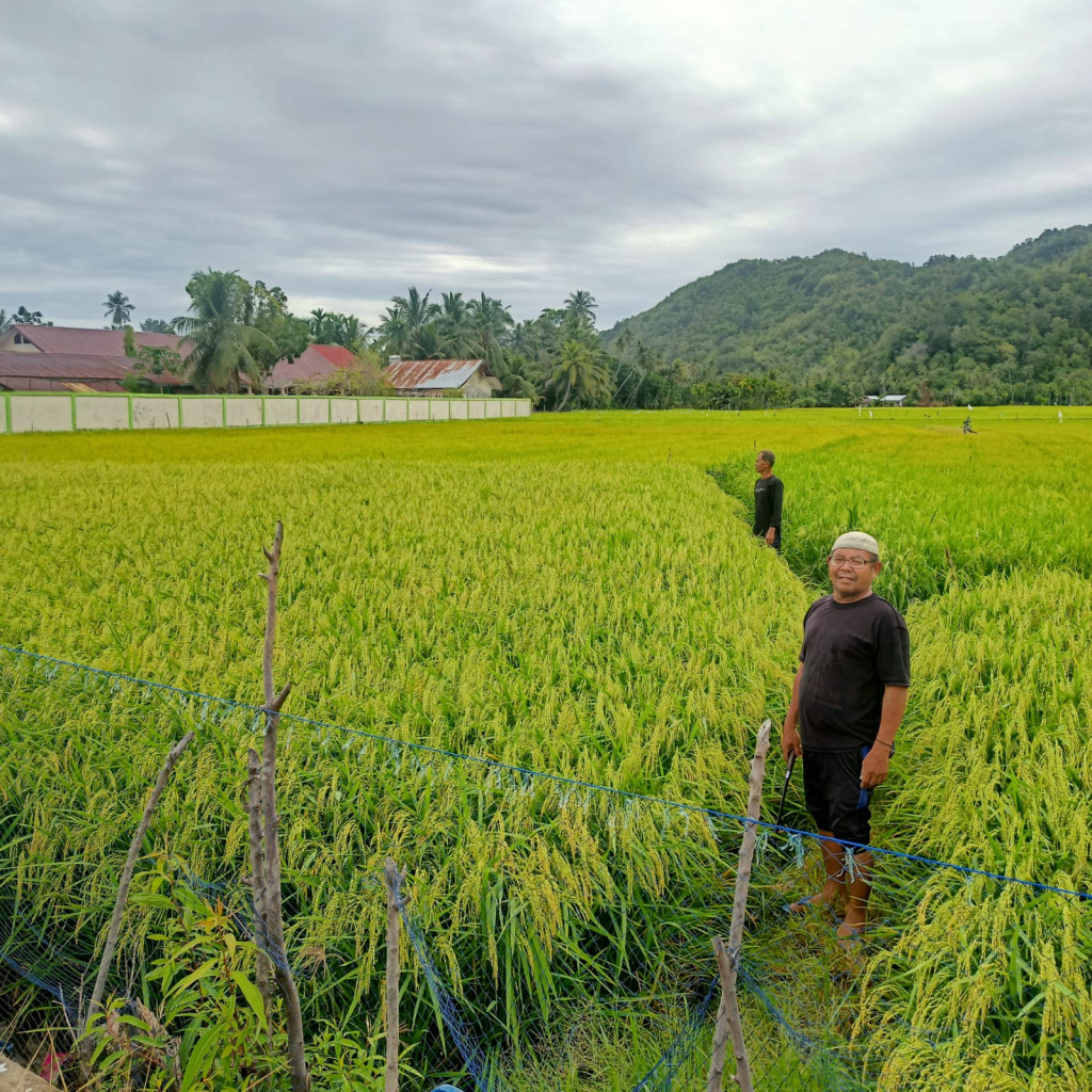 LAHAN PERTANIAN